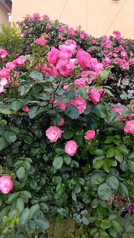 おはようございます